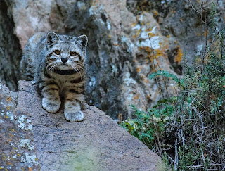 Leopardus jacobita ou Chat des Andes, Félin