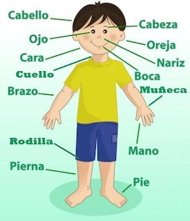 CUERPO HUMANO