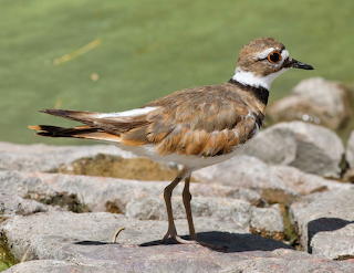 Killdeer