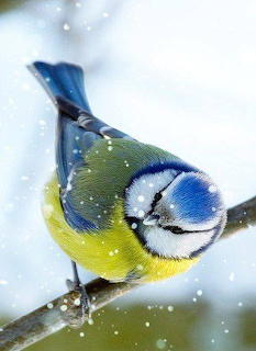 Tit