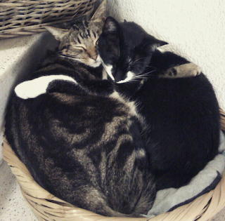 Cats