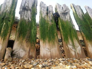 Lepe Groynes
