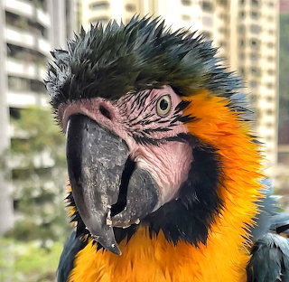 wild macaw on the balcony in Caracas.. after the rain