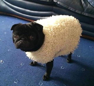 Sheep dog