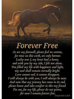 Forever Free Horse Memorial Tribute Photographic Print