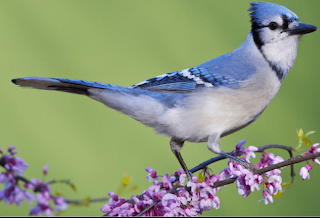 Pretty Blue Jay