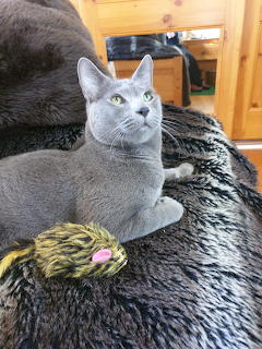 Sasha and mouse