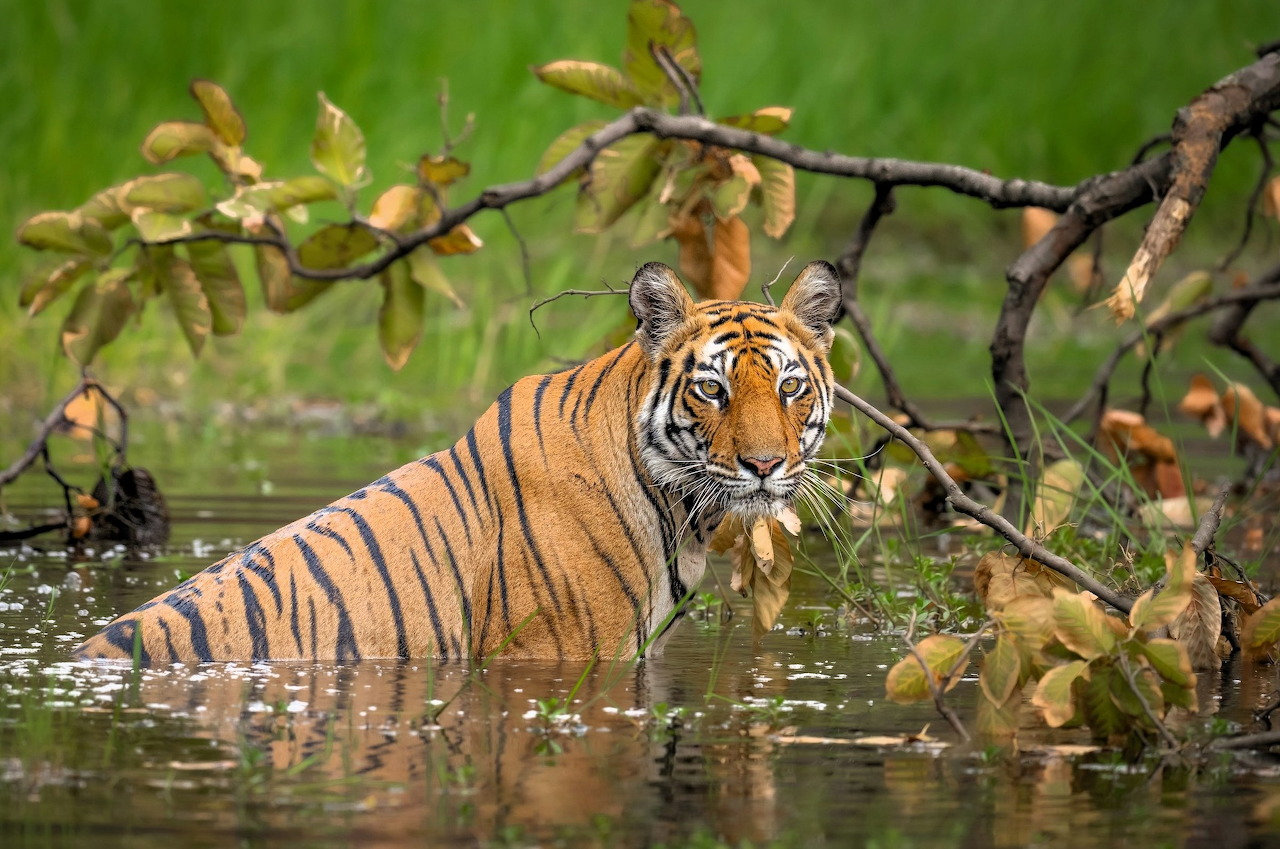 Siberian Tiger