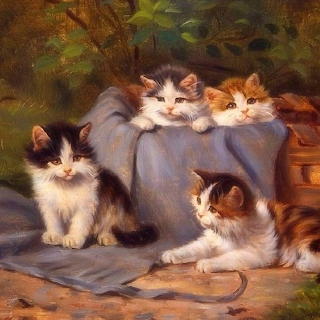 cats