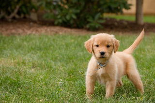 Golden-retriever-puppy-in-grass-923135452-5c887d4146e0fb00013365