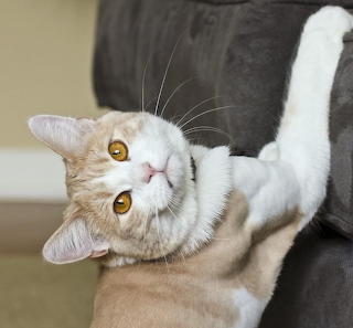 kitty