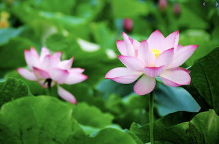 Beautiful Flowers