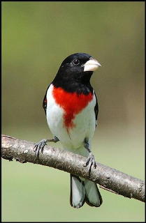 Rose-Breasted Grosbeak