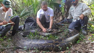 Burmese Python Caught In Florida: 18ft, 215 Pounds