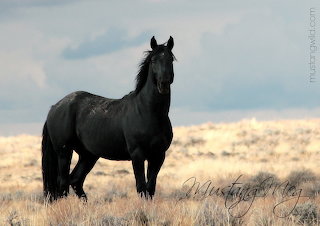 Mustang horse 88