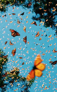 Butter fly