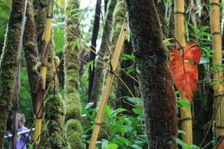 Bamboo and leaves