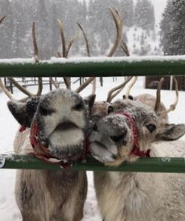 Rendeer christmas