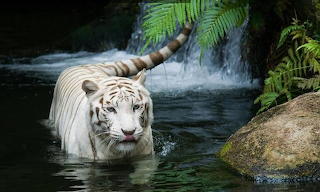 white Tiger