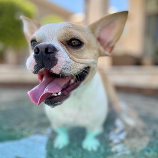 Happy Dog