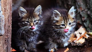 Kitty
