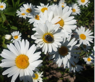 Margeriten mit Rosenkäfer
