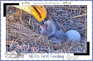 NE 31's First Feeding