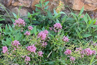 LAVENDER FLOWERS AZ