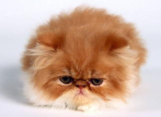 Cute persian cat