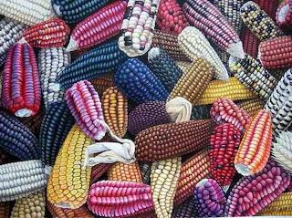 Maize boliviano/Bolivian maize