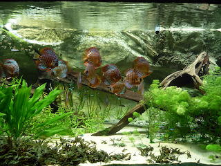 Discus Symphysodon