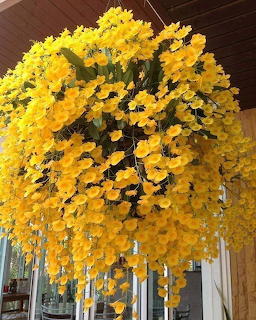 Orquídia