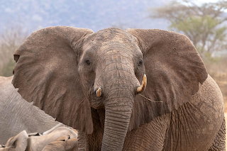 Elephant