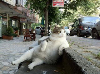 Domestic animals....