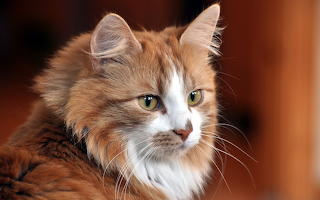 Pretty Kitty