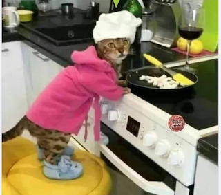cat