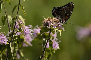 Reds-potted Purple Butterfly