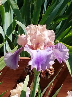 pink purple iris