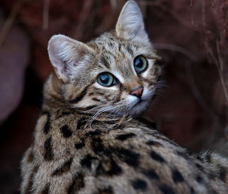 Black-Footed Cat