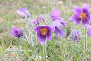 anemone pulsatile