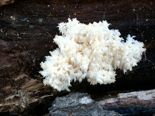 Mushroom H. C (2)