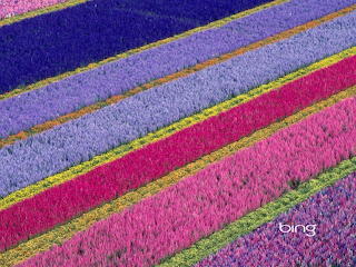 MULTI COLORES