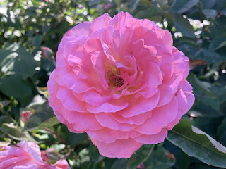 Perfect Pink