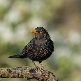 Male Blackbird in the forest