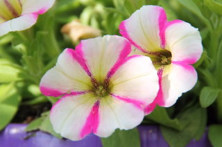 Petunia