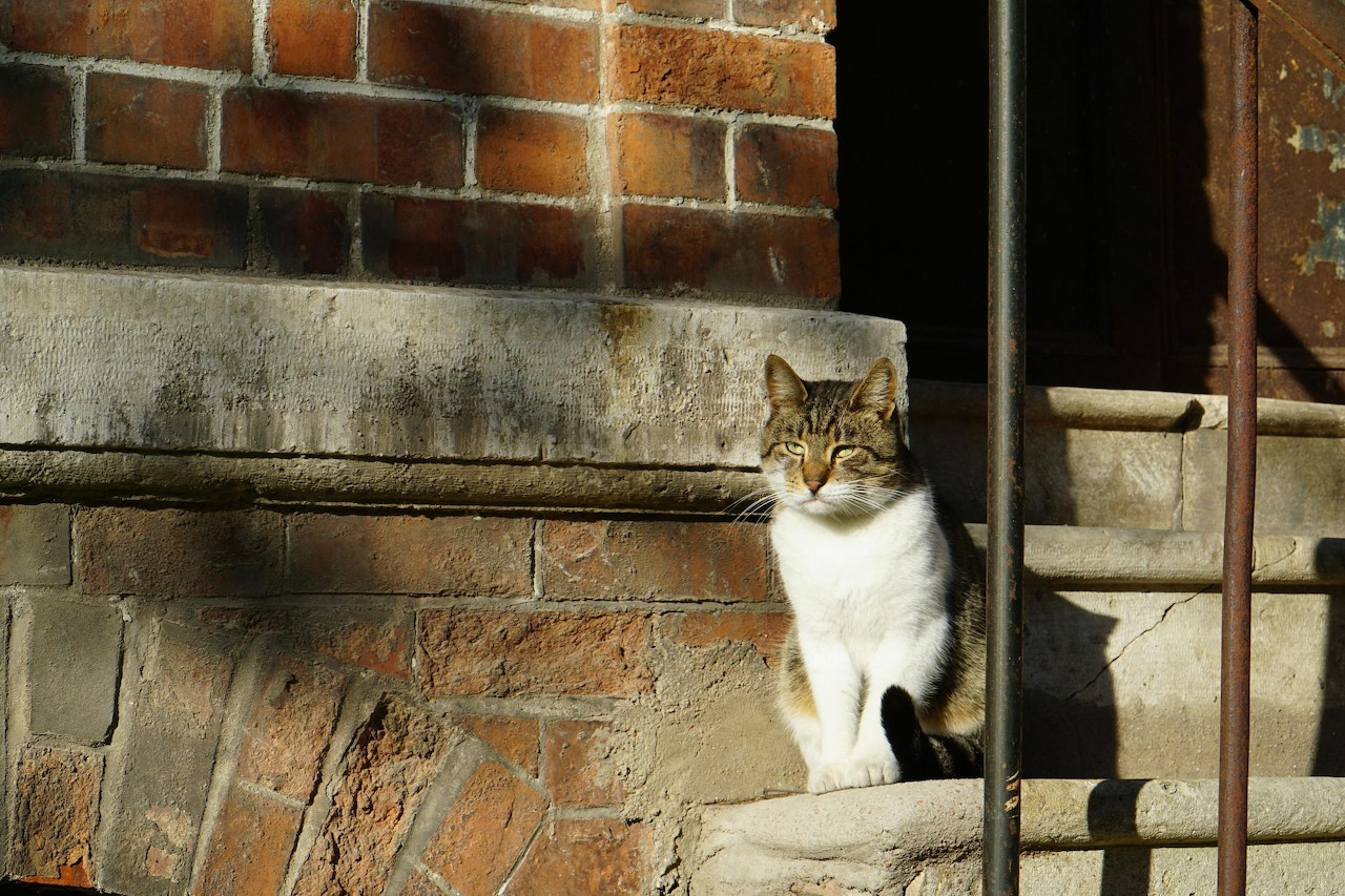 Animals cat-on-steps
