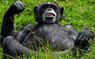716776-funny-monkey-