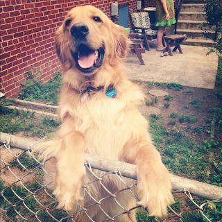 Golden Retriever