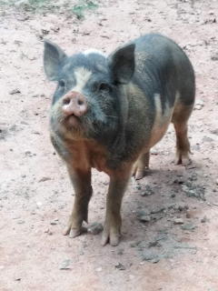 Piggy