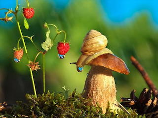 Snail with Strawberries